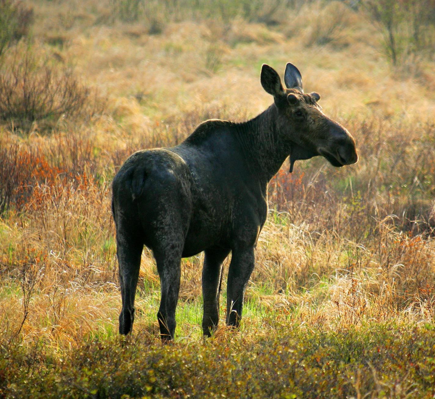 BRIAN PETERSON &#x2022; brianp@startribune.com Gunflint Trail, MN ]This bull moose, sprouting the bumps of new antler growth on it's head, grazed in a swamp off the Gunflint Trail in northeastern Minnesota. Minnesota's moose are in truble, mysterious deaths could be the result of global warming. ORG XMIT: MIN2013012019314815 ORG XMIT: MIN1309271658444370 ORG XMIT: MIN1401171502323359