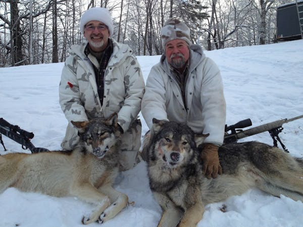 Mark LeDoux, 53, of Detroit Lakes (left), and Barry Arnold, 61, of Osage, bagged these wolves in December near Detroit Lakes within an hour of each ot