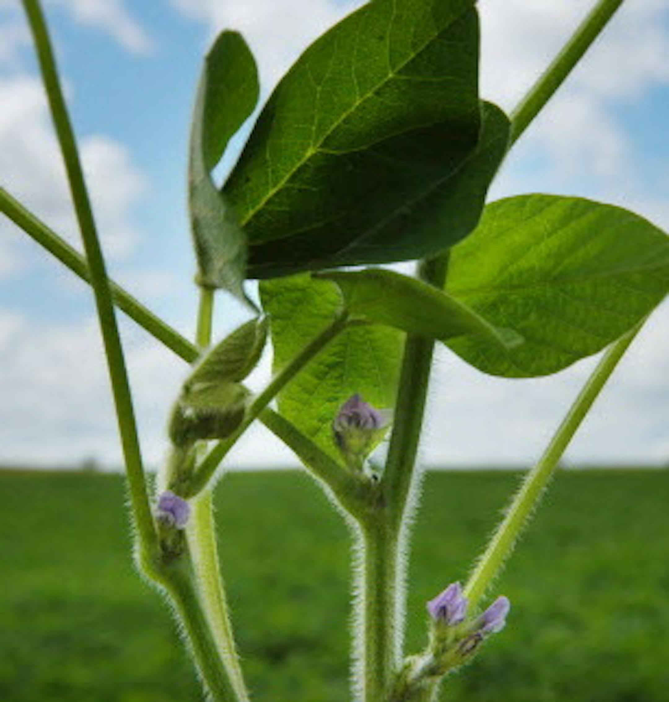 Glen Stubbe/Star Tribune Thursday, June 29, 2005 -- Oronoco, Minn. -- Young soybean plants with buds near Oronoco, Minn. for crop report story.