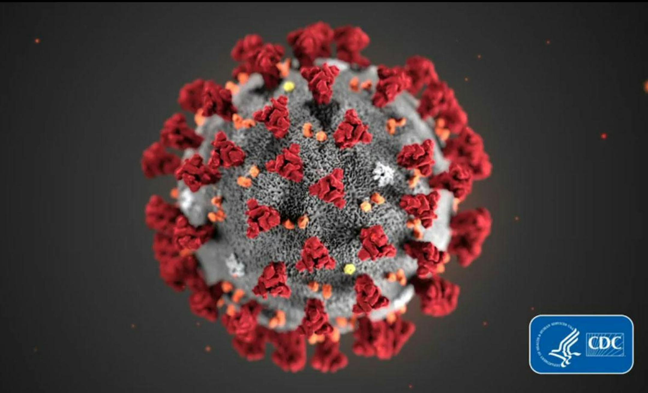 A COVID-19 particle is pictured in this image provided by the Centers for Disease Control and Prevention.