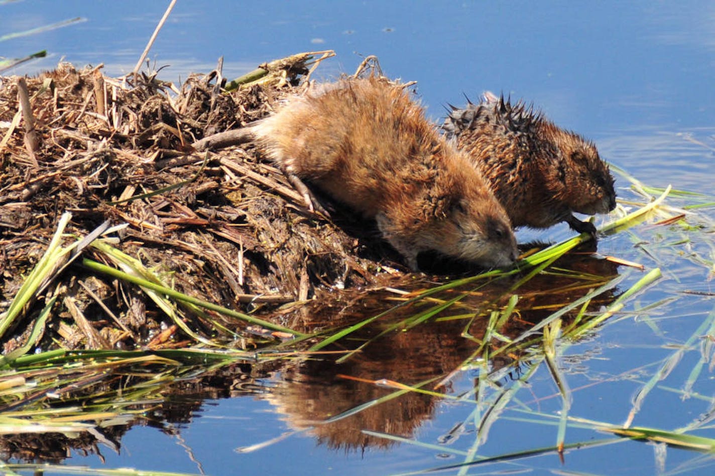 Muskrats, for Outdoors Weekend