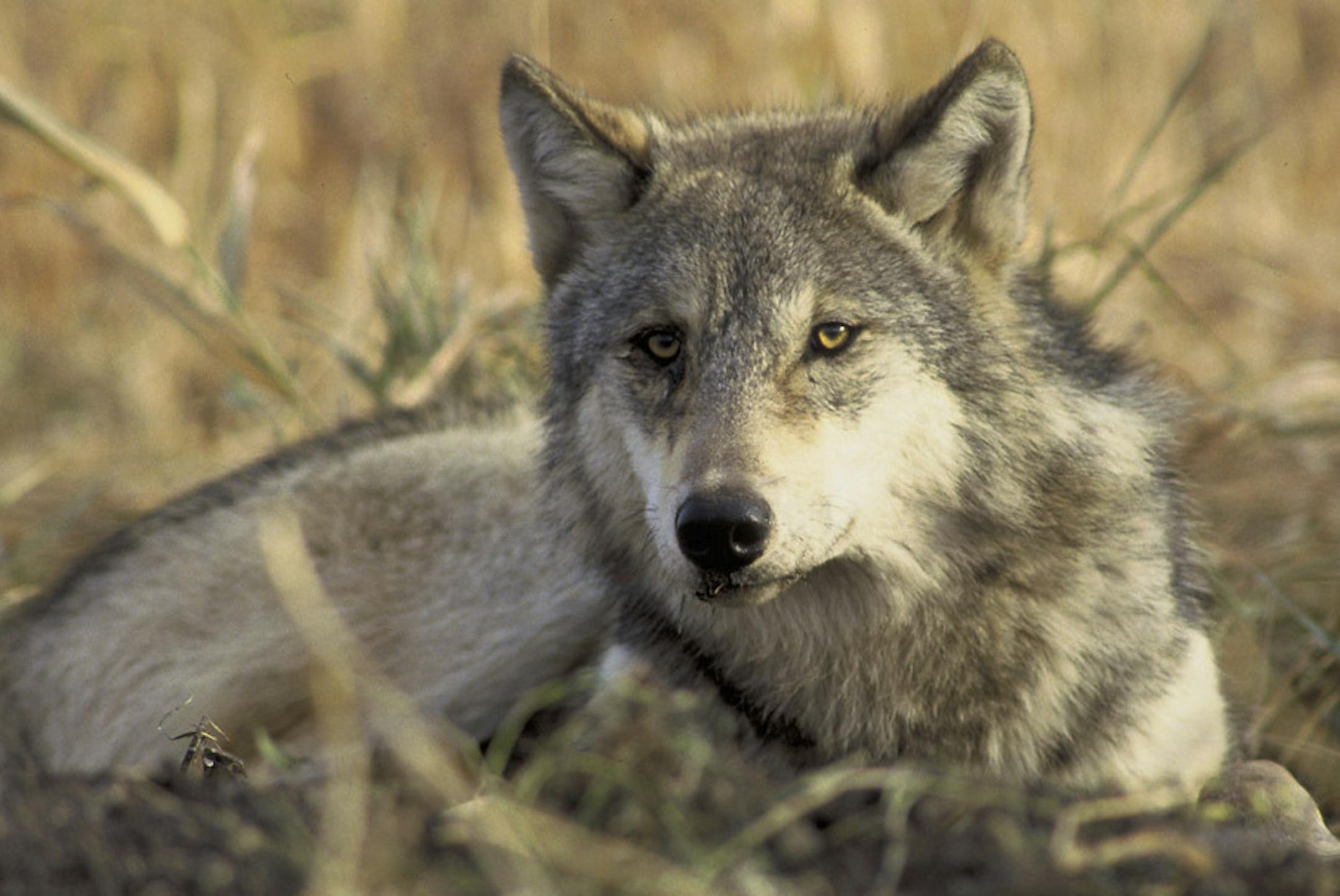 In a photo provided by the U.S. Fish and Wildlife Service, a gray wolf. Federal wildlife officials are proposing to strip endangered species protections from the gray wolf populations in the Lower 48 states, citing significant increases in their numbers across much of the nation. (John and Karen Hollingsworth/U.S Fish and Wildlife Service via The New York Times) -- FOR EDITORIAL USE ONLY