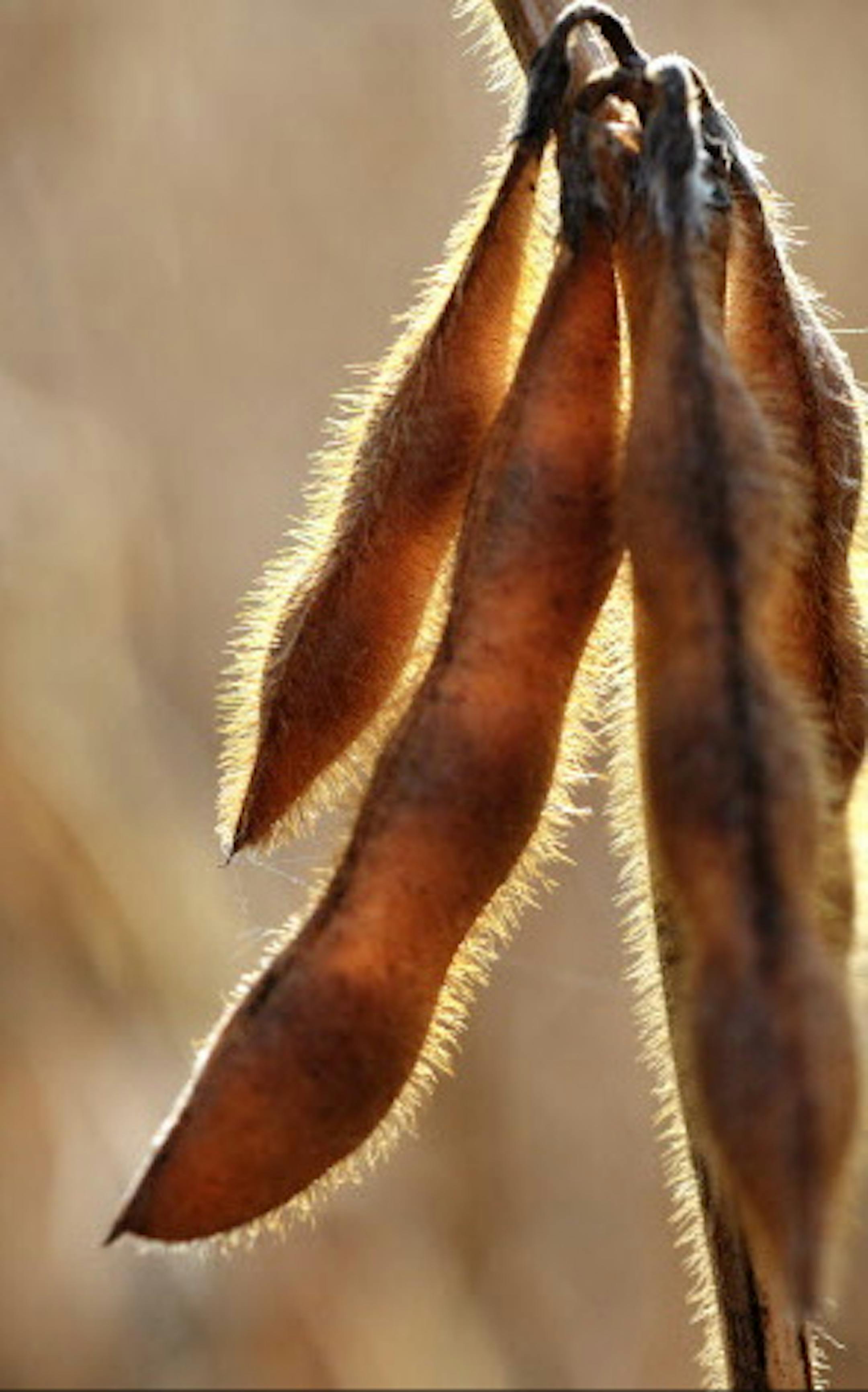 GLEN STUBBE • gstubbe@startribune.com -- Monday, October 26, 2009 -- Rogers Minn. Due to a late spring and unusually wet weather this season's crops remain in fields much later than usual. This soybean crop near Rogers, Minnesota is ready to harvest but fields are soft and muddy. ORG XMIT: MIN2013031916290100