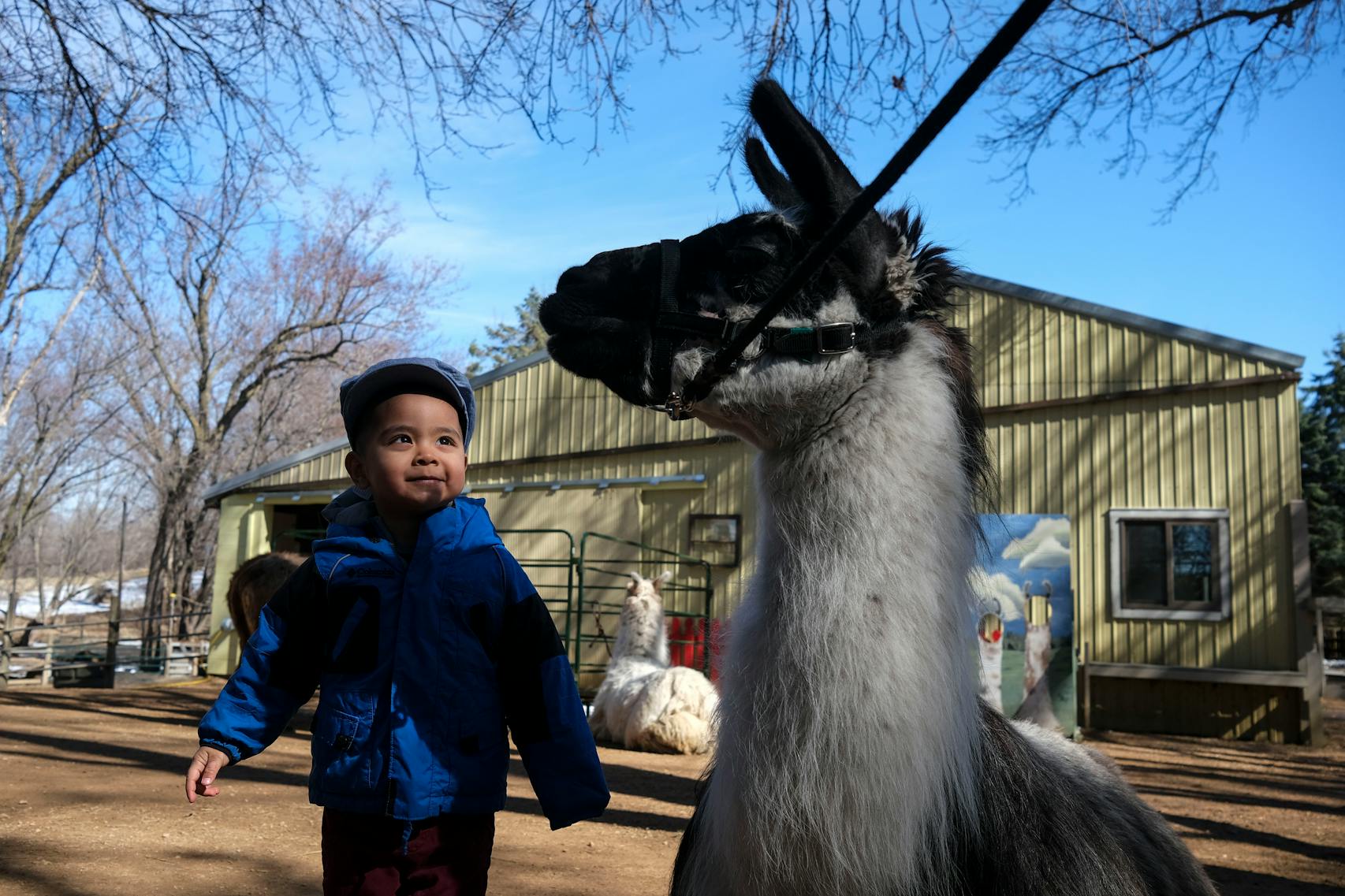 The llamas at Carlson’s Llovable Llames, including Zorro, are indeed lovable. 