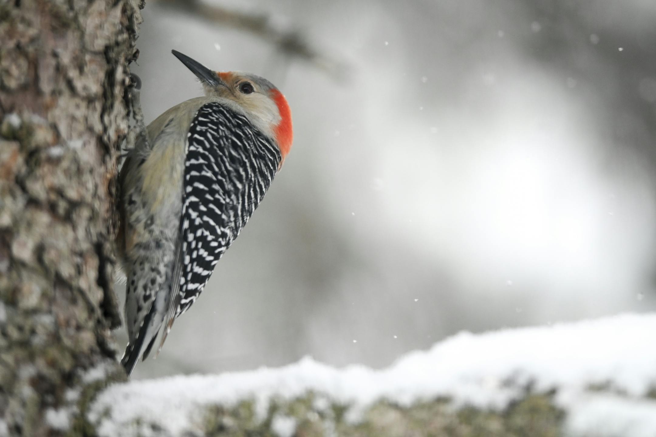 A splash of color stood out against the white as a red-bellied woodpecker rested on a tree during Wednesday's snowstorm in Robbinsdale.
