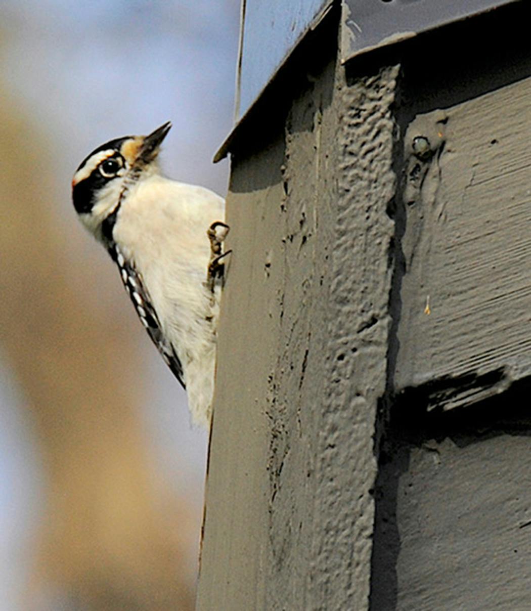 Downy woodpeckers live to peck. 