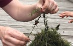 Volunteers surveyed Dakota County lakes on Saturday, Aug. 5, 2017, for starry stonewort, Minnesota&#xed;s newest aquatic invasive species. The effort,