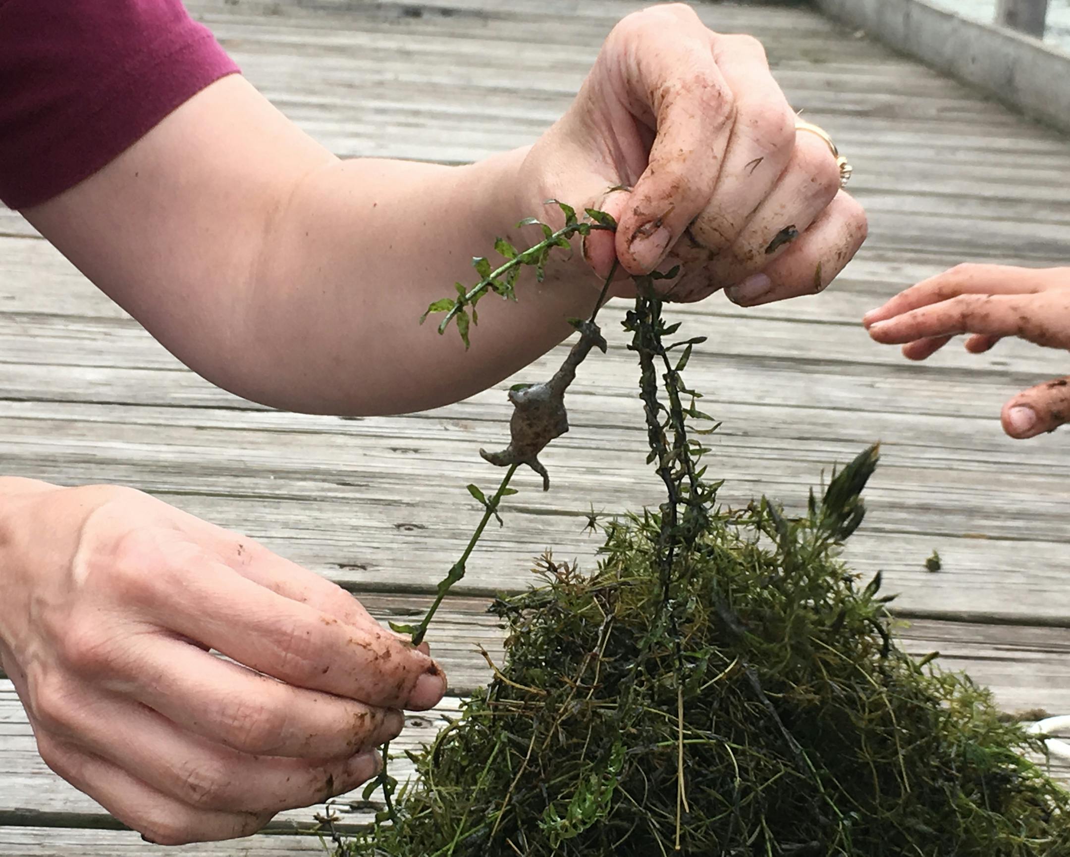 Volunteers surveyed Dakota County lakes on Saturday, Aug. 5, 2017, for starry stonewort, Minnesotaís newest aquatic invasive species. The effort, coordinated through the Department of Natural Resources (DNR) and the University of Minnesota Extension, drew 220 citizen scientists across the state to help track the dense algaeís growth in area lakes.