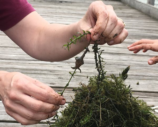 Volunteers surveyed Dakota County lakes on Saturday, Aug. 5, 2017, for starry stonewort, Minnesota&#xed;s newest aquatic invasive species. The effort,