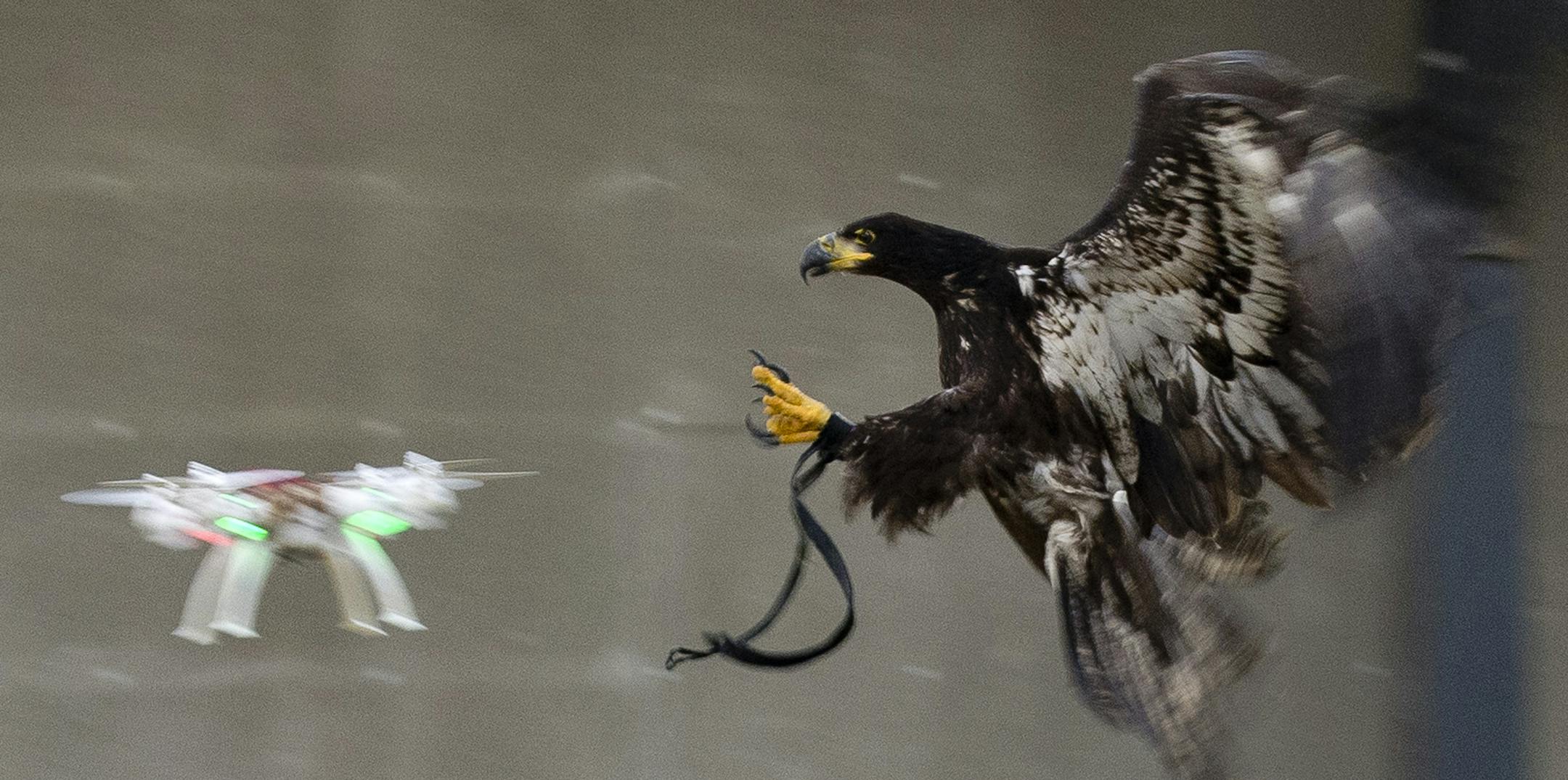 In this image released by the Dutch Police Tuesday Feb. 2, 2016, a trained eagle is about to put its claws into a flying drone. Police are working with a The Hague-based company that trains eagles and other birds to swoop down on small drones and grasp them in their talons in restricted areas or where they are banned, such as at large outdoor events. (Dutch Police via AP)