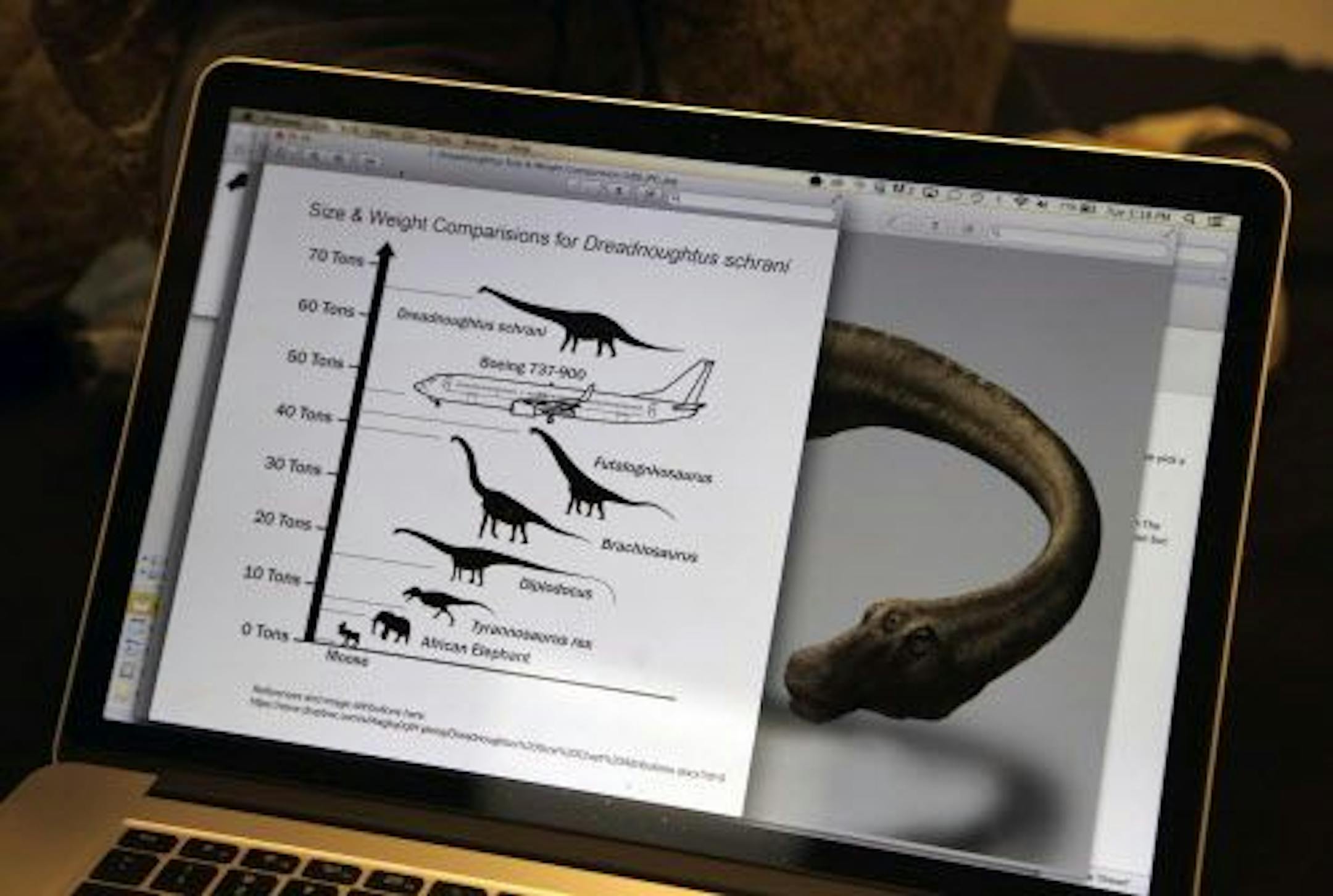 In this Aug. 26, 2014 photo, a size chart and artist's rendering of a Dreadnaughtus schrani are displayed on the laptop of paleontologist Kenneth Lacovara during an interview with The Associated Press in a lab at Drexel University in Philadelphia.