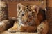 Dash, a six-week-old Bengal tiger cub, spent the afternoon Tuesday sleeping on a cat tree between feedings from his caretaker Tammy Thies, founder and