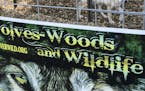 A national group and a California wolf sanctuary filed a lawsuit Sept. 29 seeking to block Fur-Ever Wild of Lakeville from killing grey wolves. The gr