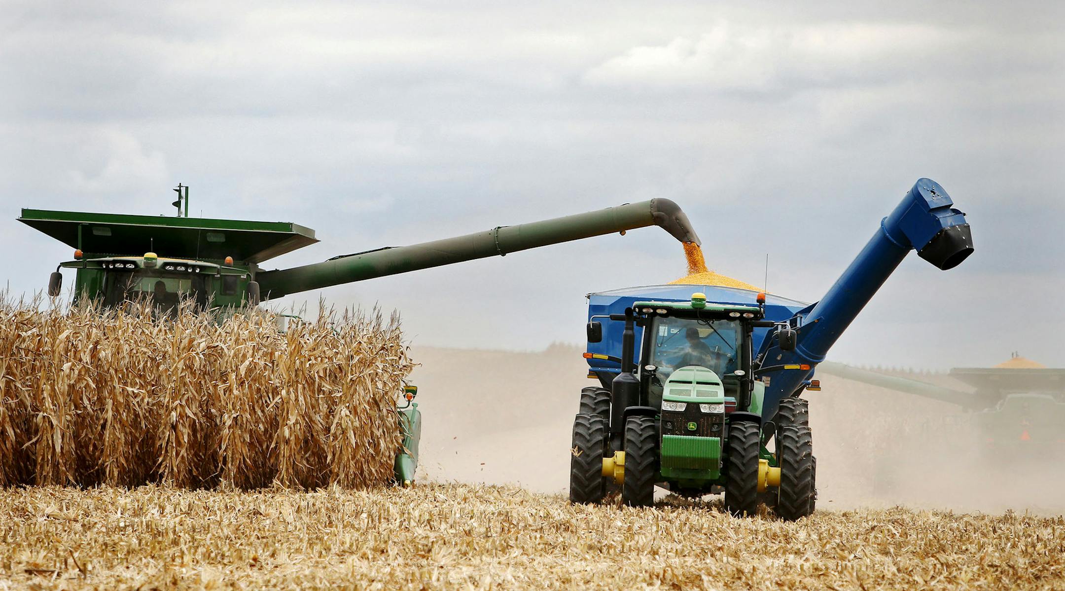 Members of the Peterson family, who operate Far-Gaze Farms, worked harvesting corn on one of their fields, this one 142 acres, Friday, Oct. 9, 2015,near Northfield, MN.](DAVID JOLES/STARTRIBUNE)djoles@startribune.com Crop estimates to be released Friday may show that Minnesota corn and soybean farmers are forecast to produce record crops in 2015, due largely to early planting and adequate summer rain. The healthy crops won't necessarily make farmers rich, since crop prices remain stubbornly low.