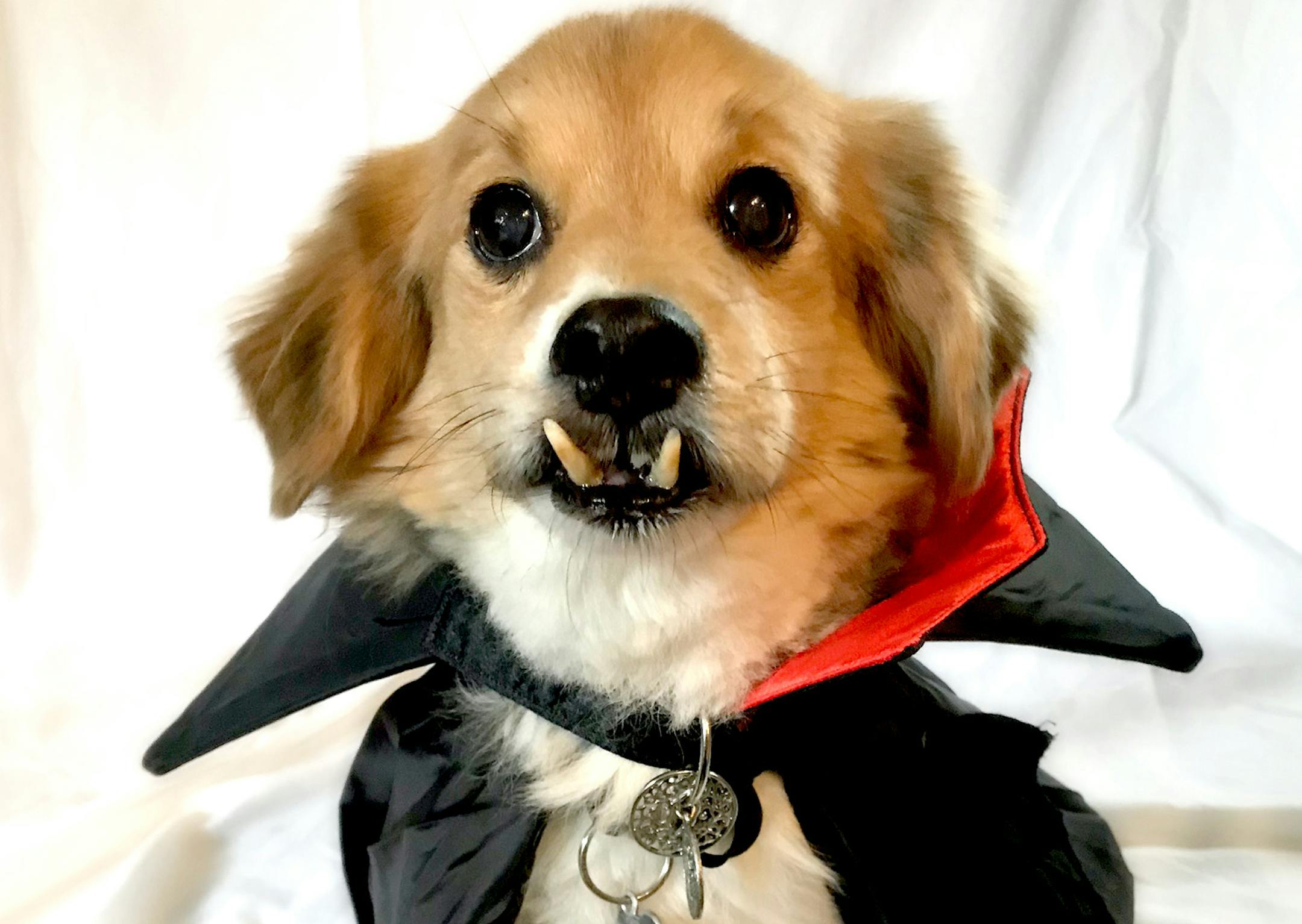 Tucker is a past costume contest winner.