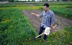 U of M Research professor Jacob Jungers (CQ) checks the growth of Kernza grass at a field at the U's St. Paul campus. ) As nitrates from intensive row