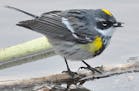 Yellow-rumped warbler
Beth Siverhus (ONE TIME USE)