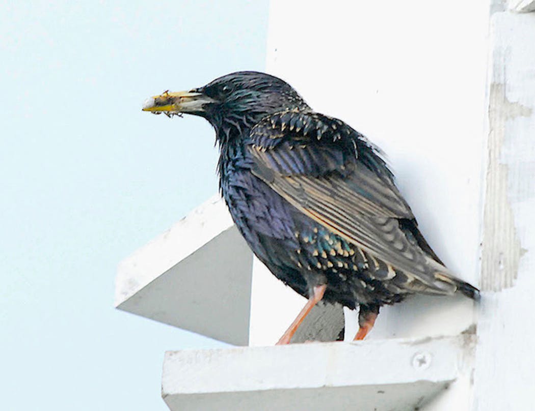 A European starling carrying food for nestlings. 
