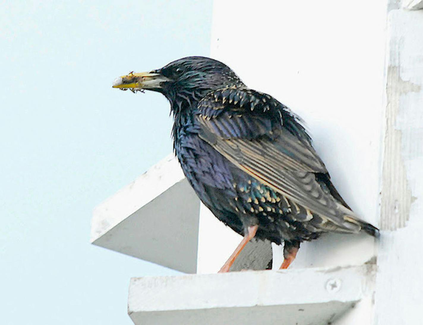 A European starling carrying food for nestlings. Jim Williams photo