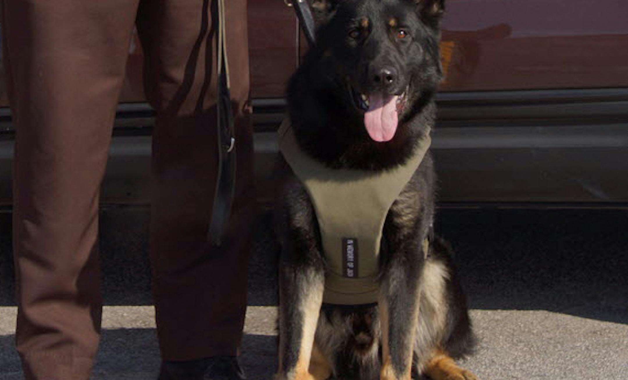 K-9 Jake in his vest.