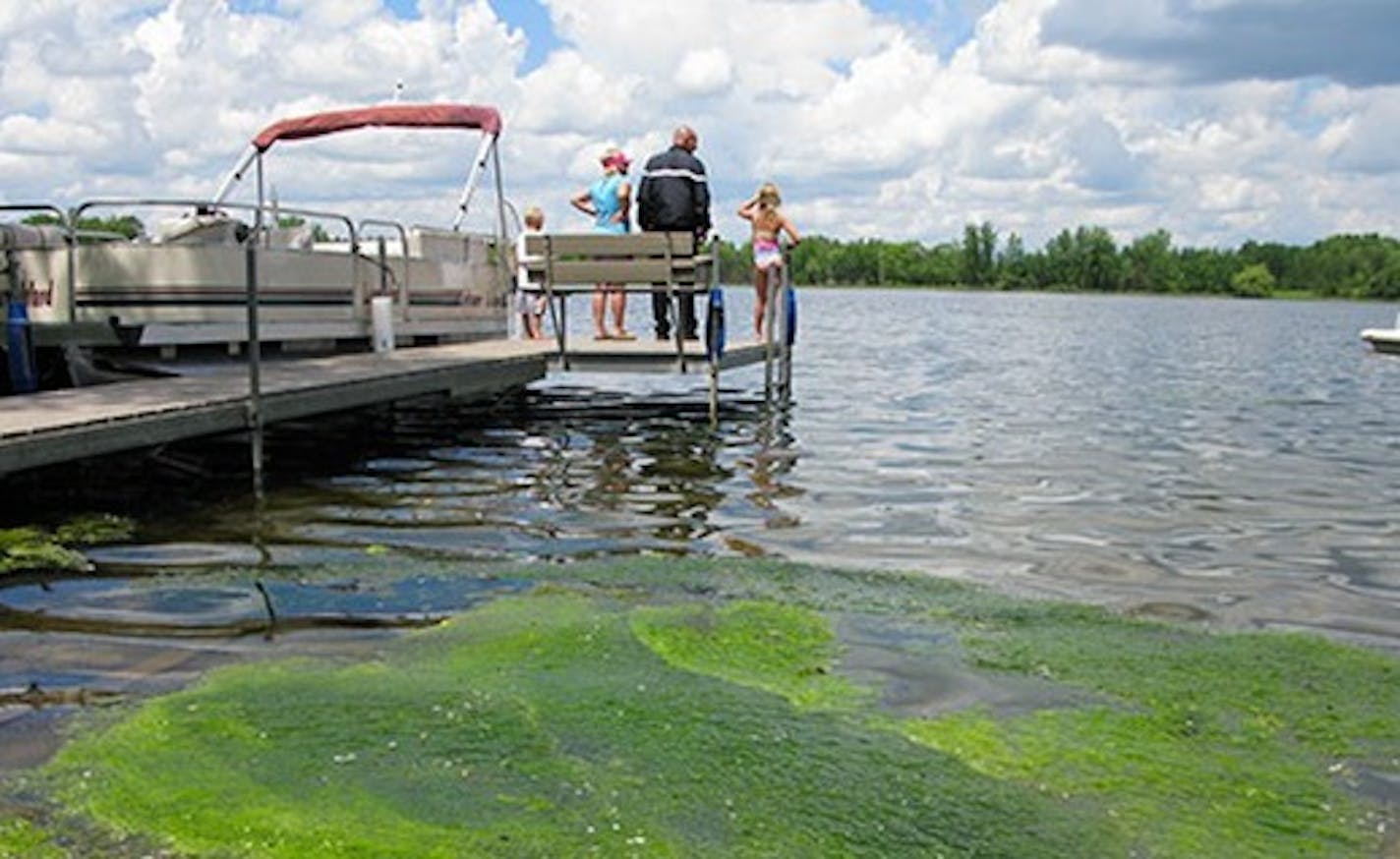 Blue-green algae has sickened dogs in western Minnesota.