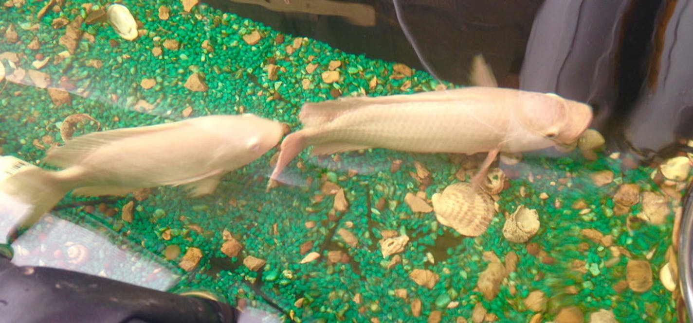 Students at Roosevelt High School in Minneapolis raise tilapia in an indoor tank.