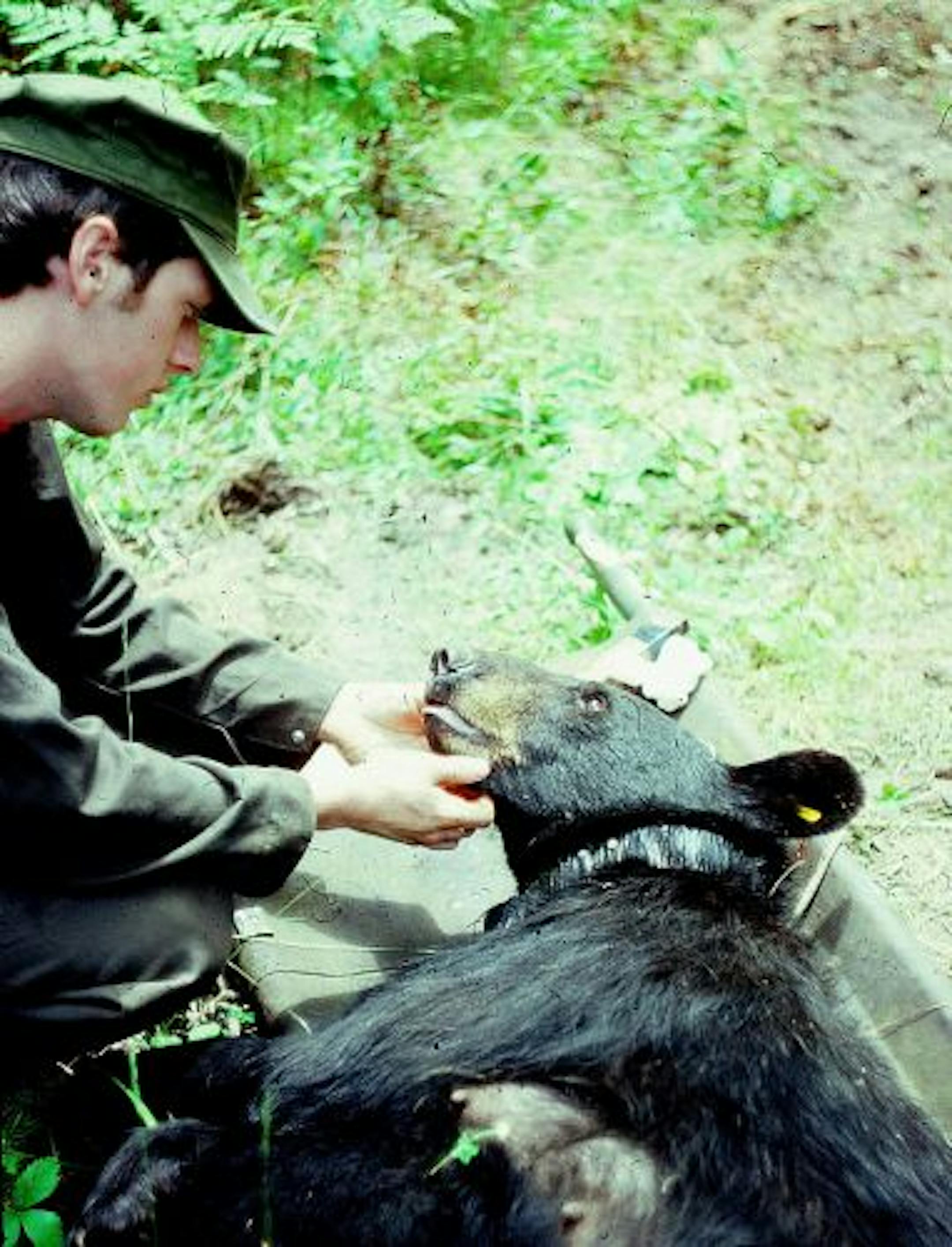 Former DNR researcher Ken Soring examined bear No. 56 back in July 1981, when researchers first captured and radio-collared her. The bear was 7 then.