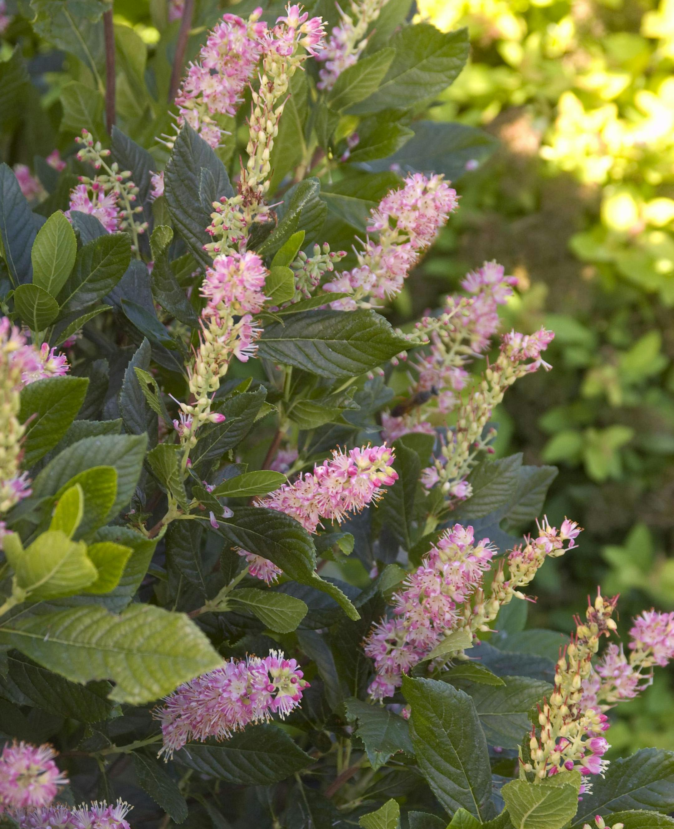 Ruby Spice Summersweet credit: Bailey Nurseries