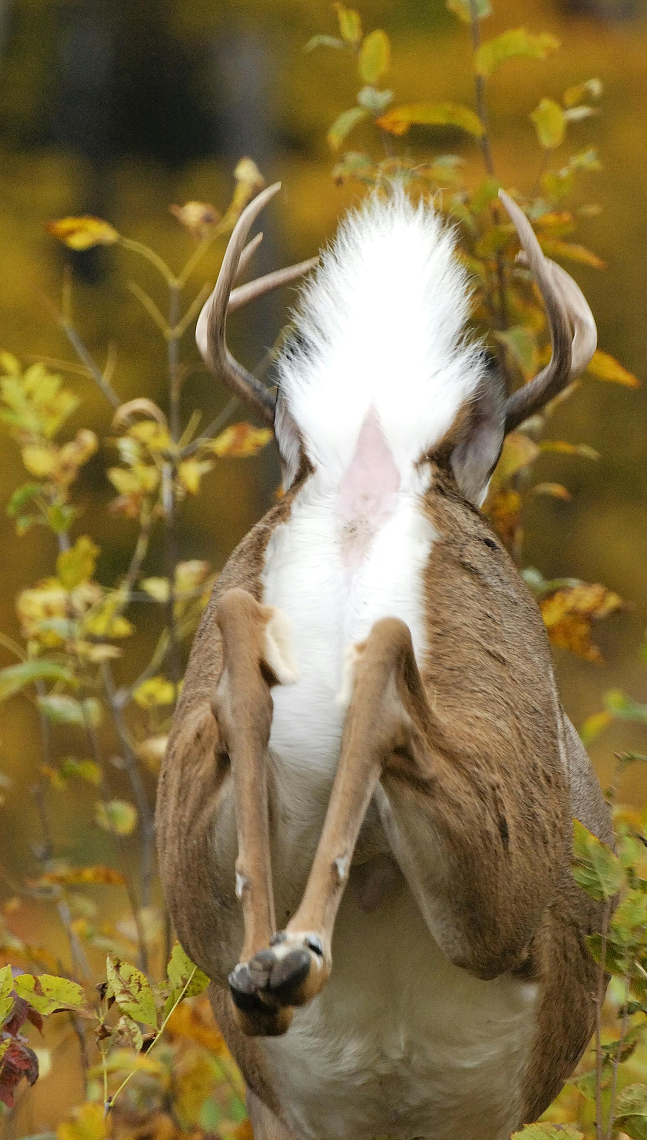 00274-321.12 White-tailed Deer Buck is bounding with tail raised through cover in peak of fall color. Hunt, run, action. H3A1