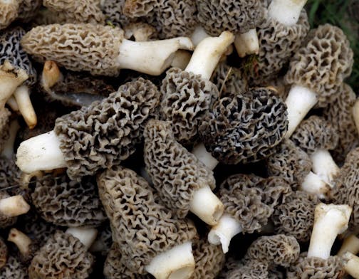 RICHARD SENNOTT�rsennottstartribune Savage, Mn. Thursday 5/4/2006 feature story on Tom Anderson, morel mushroom hunter. This is prime morel hunting time, he says, and we'll go out with him to pick a few.In this picture: detail of morel mushrooms GENERAL INFORMATION: feature story on Tom Anderson, morel mushroom hunter. This is prime morel hunting time, he says, and we'll go out with him to pick a few. Story and photos could run Sunday, or on Wednesday's outdoors page.