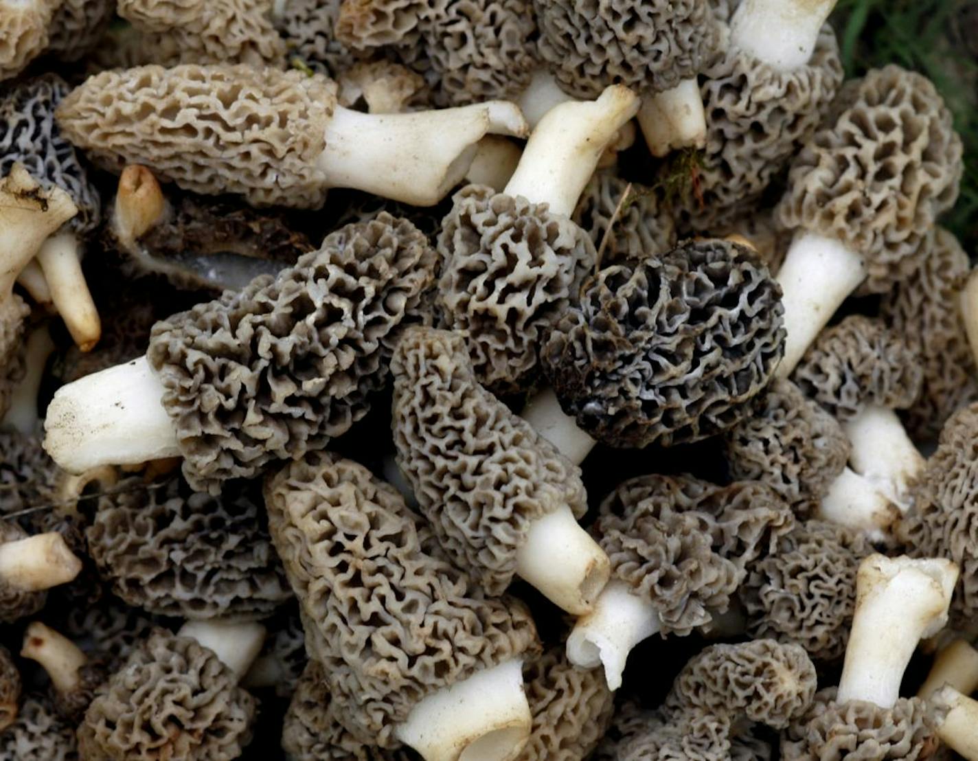 RICHARD SENNOTT�rsennottstartribune Savage, Mn. Thursday 5/4/2006 feature story on Tom Anderson, morel mushroom hunter. This is prime morel hunting time, he says, and we'll go out with him to pick a few.In this picture: detail of morel mushrooms GENERAL INFORMATION: feature story on Tom Anderson, morel mushroom hunter. This is prime morel hunting time, he says, and we'll go out with him to pick a few. Story and photos could run Sunday, or on Wednesday's outdoors page.