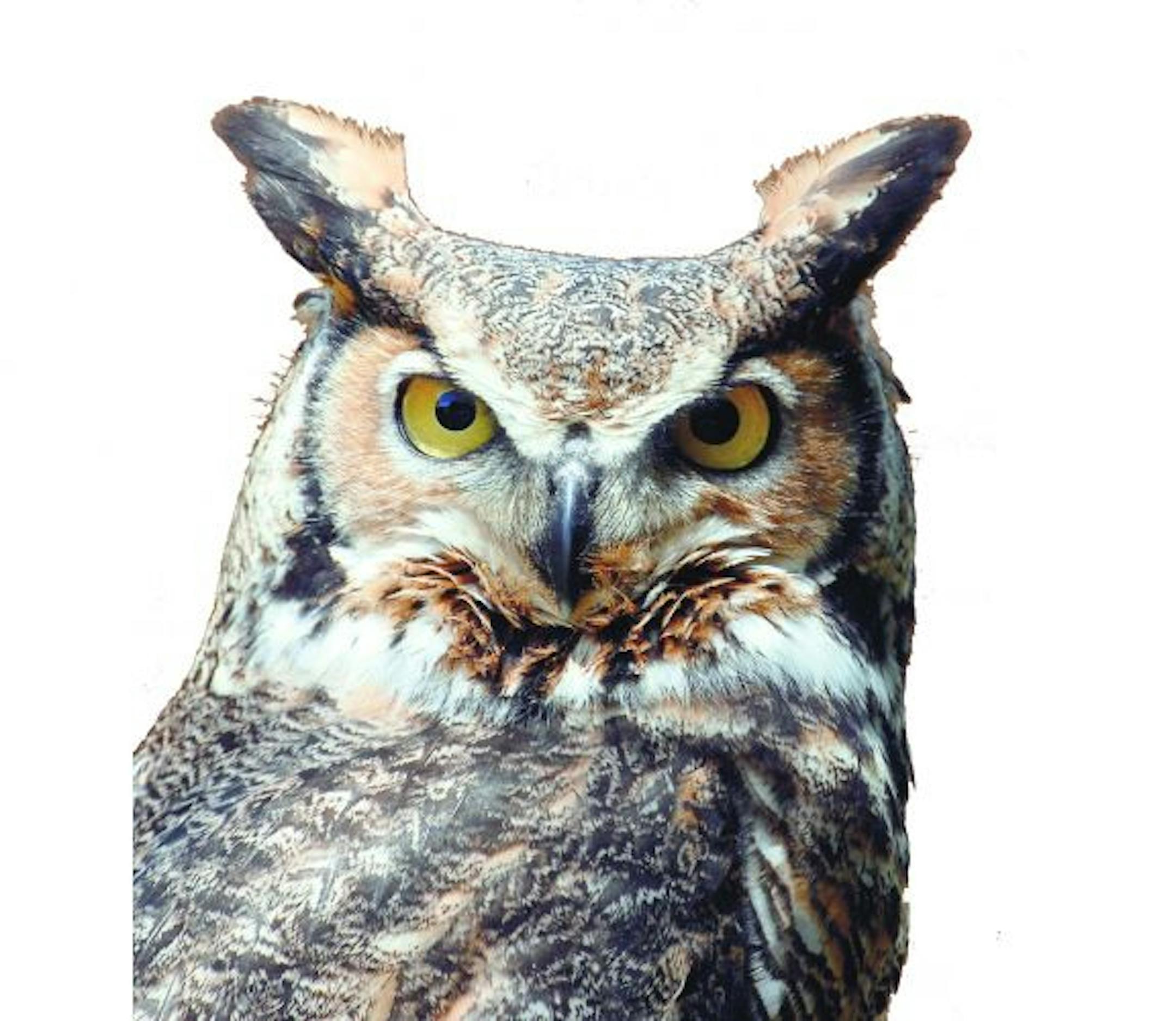 Great horned owl