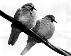 Mourning doves.