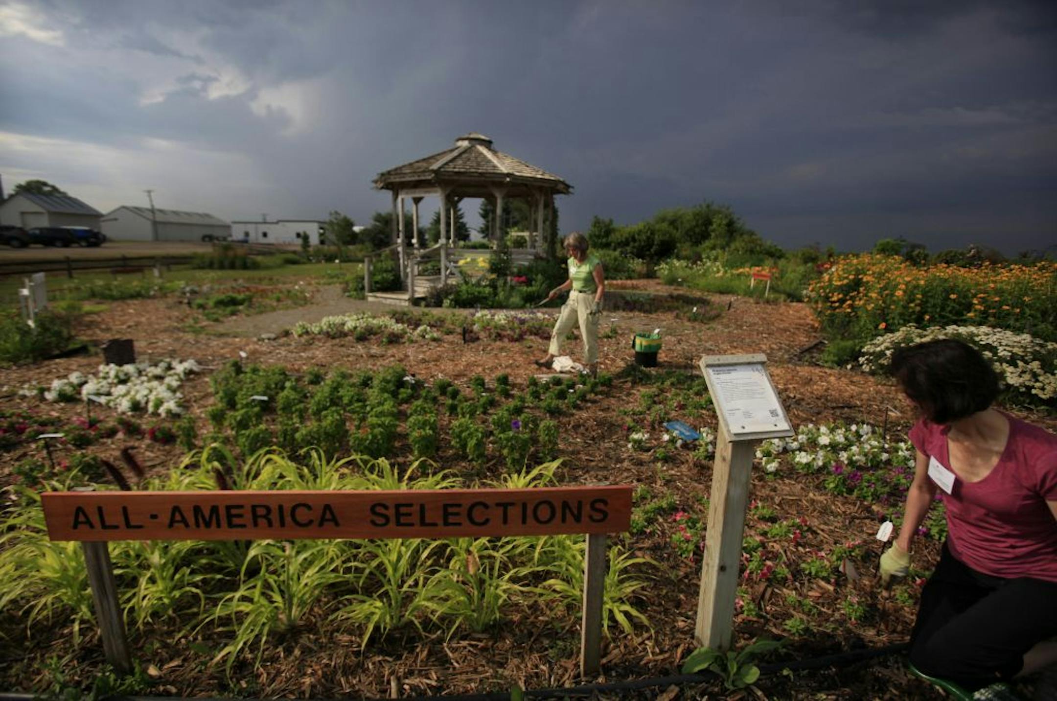 Master gardener Gail Maifield (center of picture green sirt) and Intern Master gardner, Jinny Berkopec weed the Trial flower gardens at 1605 West 160th St. (CR 46), Rosemount, MN. July 13, 2012.