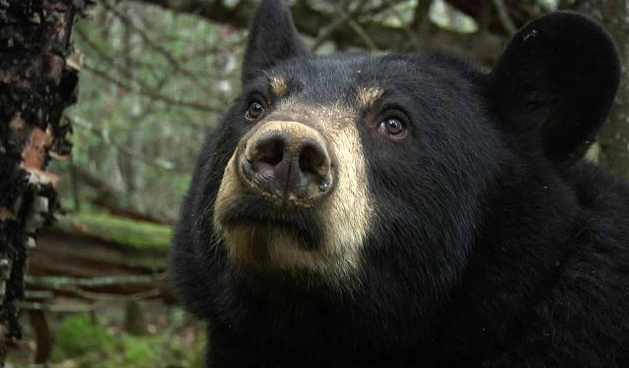 Black bear