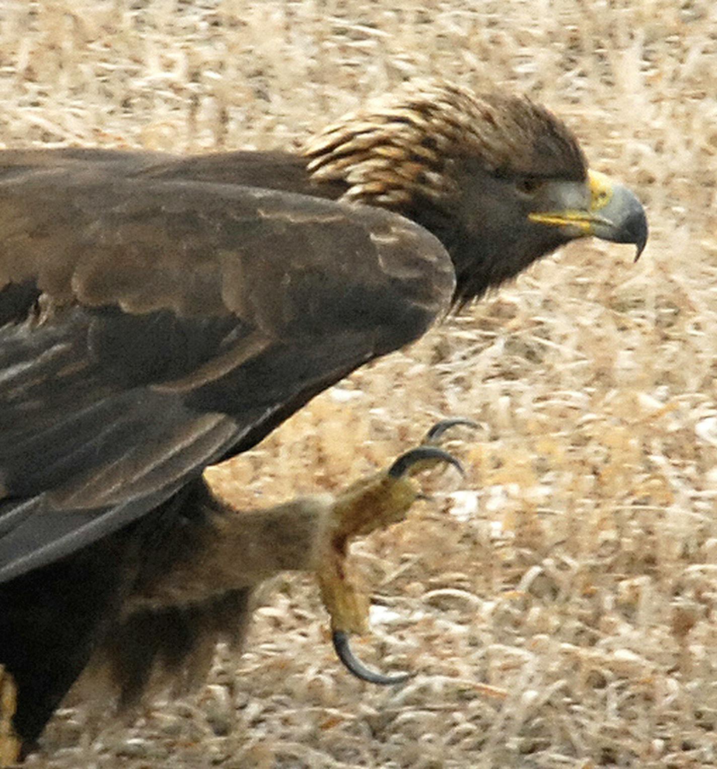 Golden Eagle talons credit: Jim Williams, Special to the Star Tribune