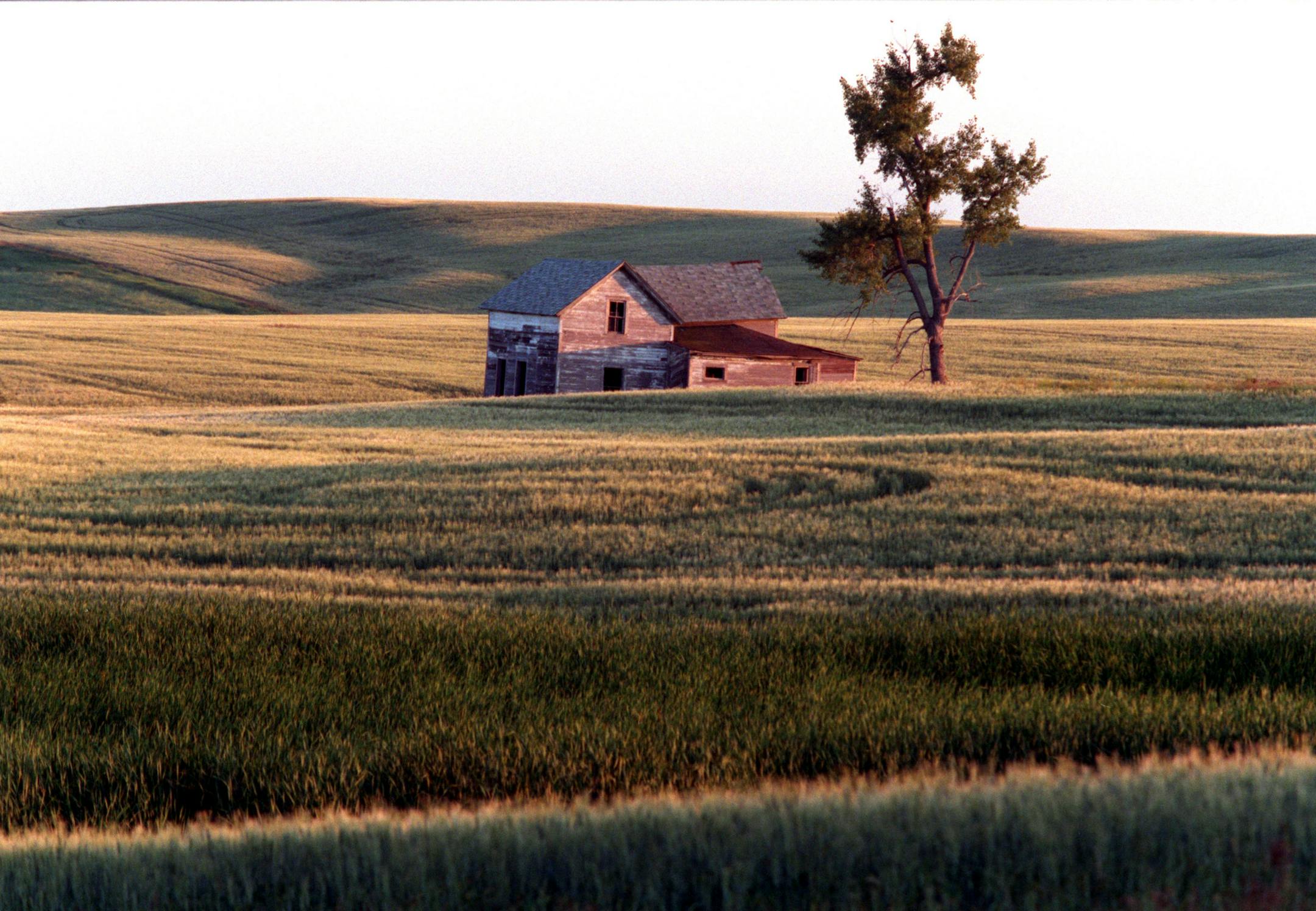 Plains project - North Dakota -- Symbolic of the negative growth rate in some of the rural counties of the plains states is this abandoned farm house left standing in a summer wheat crop on a farmstead south of Coulee in northwest North Dakota.