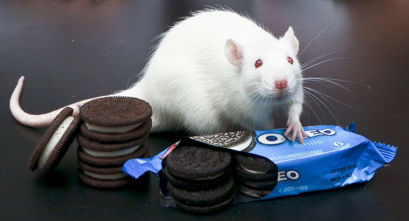 Joseph Schroeder (left), assistant professor of neuroscience at Connecticut College, and Lauren Cameron (right), a senior at Connecticut College and student researcher in Schroeder&#x201a;&#xc4;&#xf4;s lab, found that in lab rats, eating Oreos activated more neurons in the brain&#x201a;&#xc4;&#xf4;s &#x201a;&#xc4;&#xfa;pleasure center&#x201a;&#xc4;&#xf9; than exposure to drugs of abuse. Photo by Bob MacDonnell, courtesy of Connecticut College.