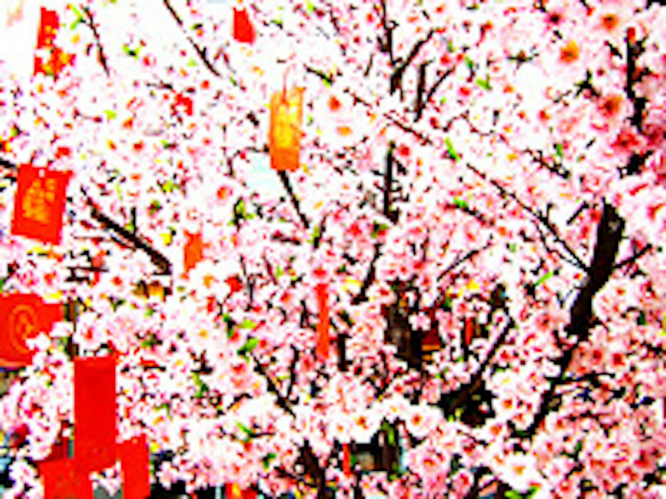 Spring Festival blossoms in Beijing.