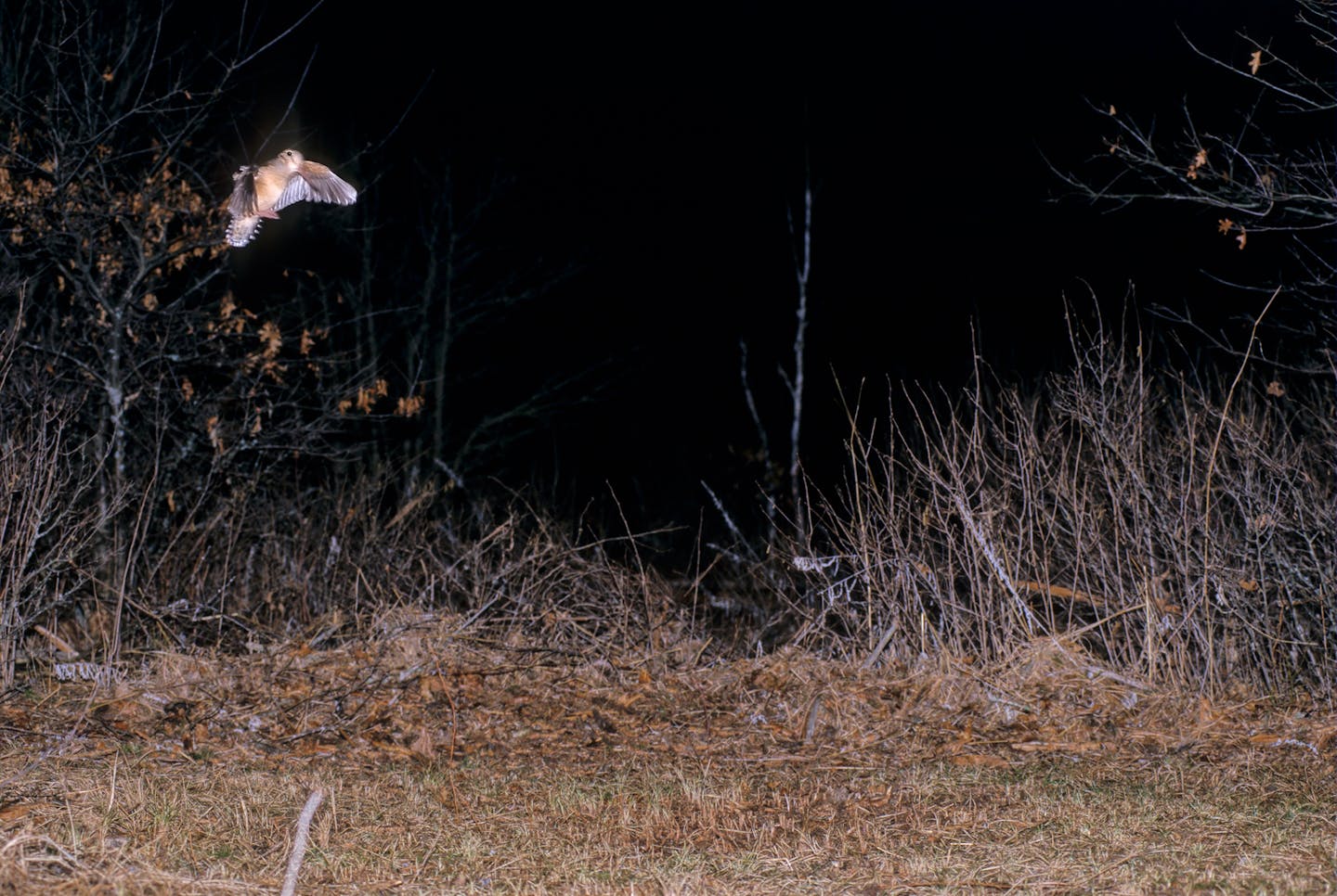 About 20 minutes after sunset a male woodcock flys to an opening in a new growth forest. There he will perform his springtime courstship ritual, often called the Sky Dance.