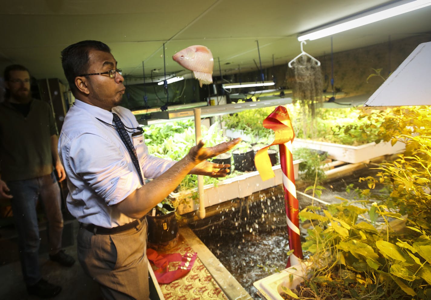 Gandhi Mahal restaurant owner Ruhel Islam grabbed a tilapia fish "Bangladesh style" in the basement of the restaurant on Friday, March 6, 2015 in Minneapolis, Minn. This is likely the first restaurant fish farm in the state. All around the fish tank are vegetable and herb plants. ] RENEE JONES SCHNEIDER ¥ reneejones@startribune.com