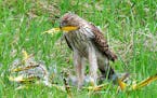 Cooper's Hawk kills, plucks, and eats woodpecker