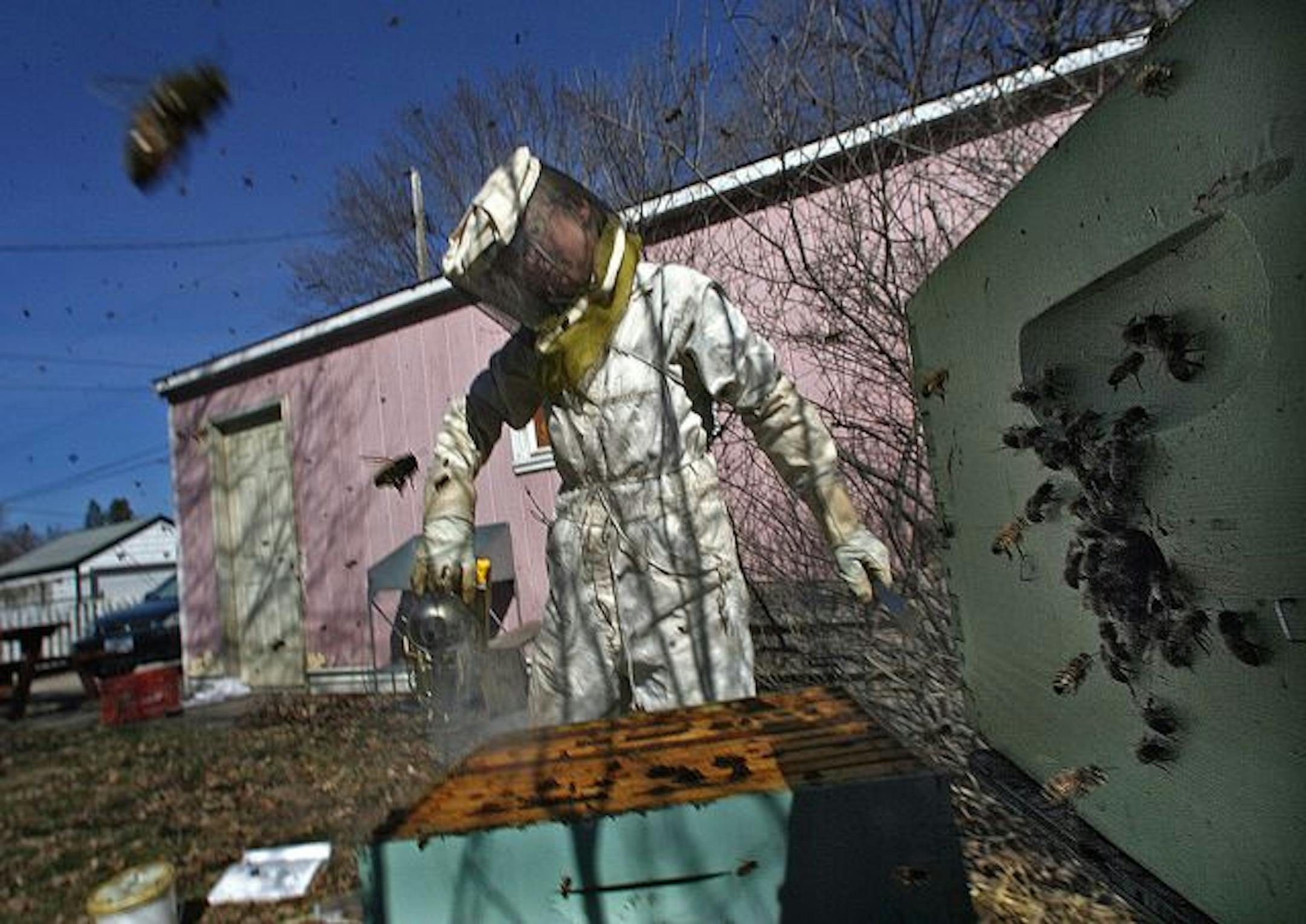 Powderhorn resident Elise Kyllo on Wednesday tended to a honey bee hive she keeps at the home of a friend in south Minneapolis.