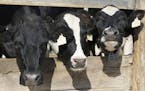 This April 29, 2017, photo shows dairy cows at Terry Tanner's farm in Warren, Conn. With hope for higher milk prices long faded, Tanner works out of h