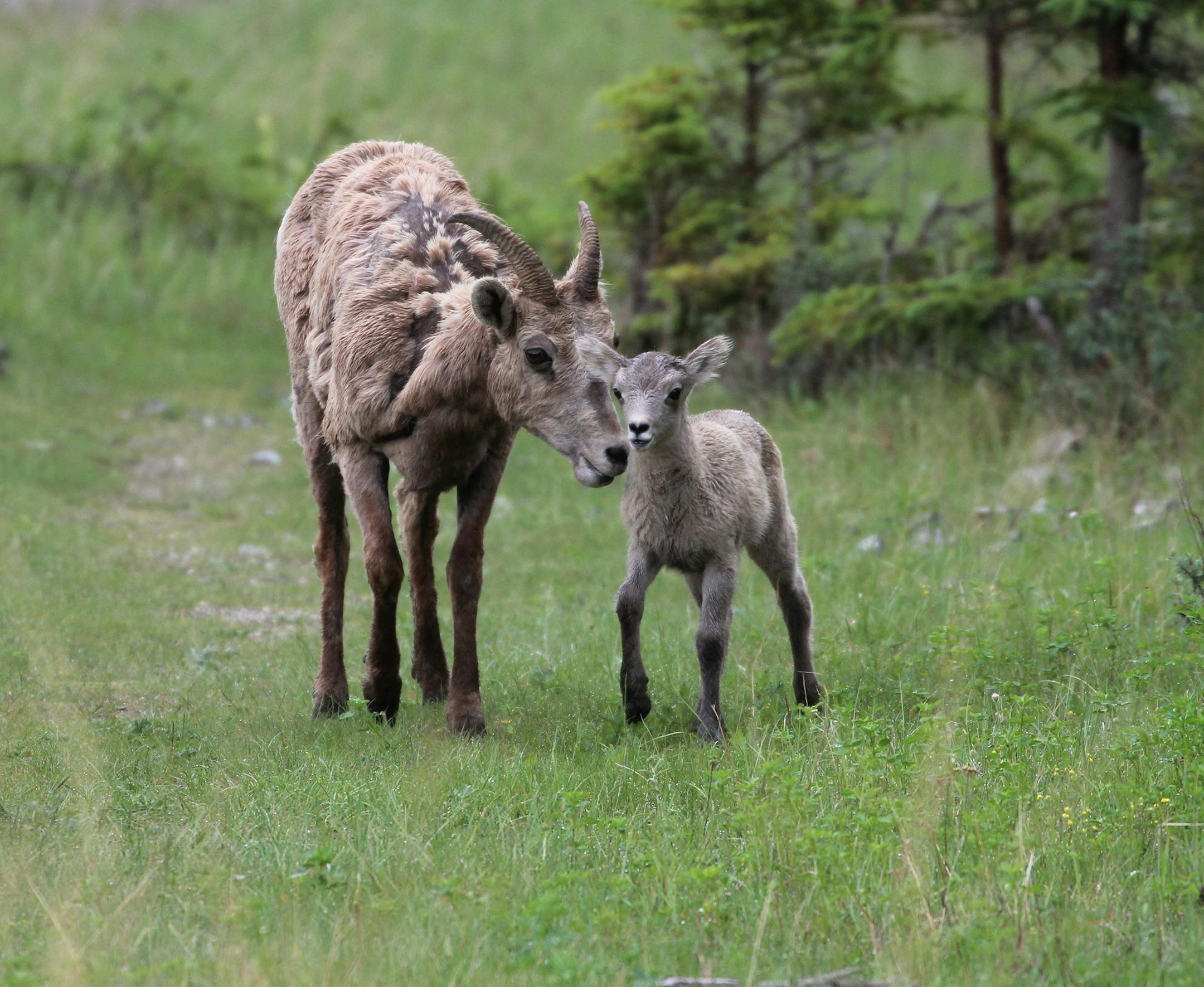 My wife and I took a trip to Banff, Alberta this summer. This picture of a bighorn sheep was taken outside of Jasper, Alberta. A local at a gas station told us that a sheep with a baby was hanging out just beside a back road. We headed over there and sure enough , there they were. We saw moose, bear, elk, and coyote on the trip, but seeing these two was a highlight of our trip. The turquoise-colored lake Louise was also very beautiful. Plenty of hiking and waterfall photo opportunities as well.