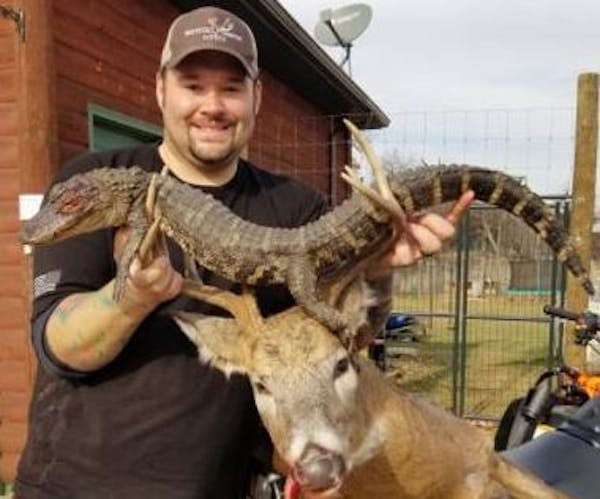 Cory Klocek bagged a buck and a gator on the same hunt over the weekend in Minnesota. Credit: Submitted photo