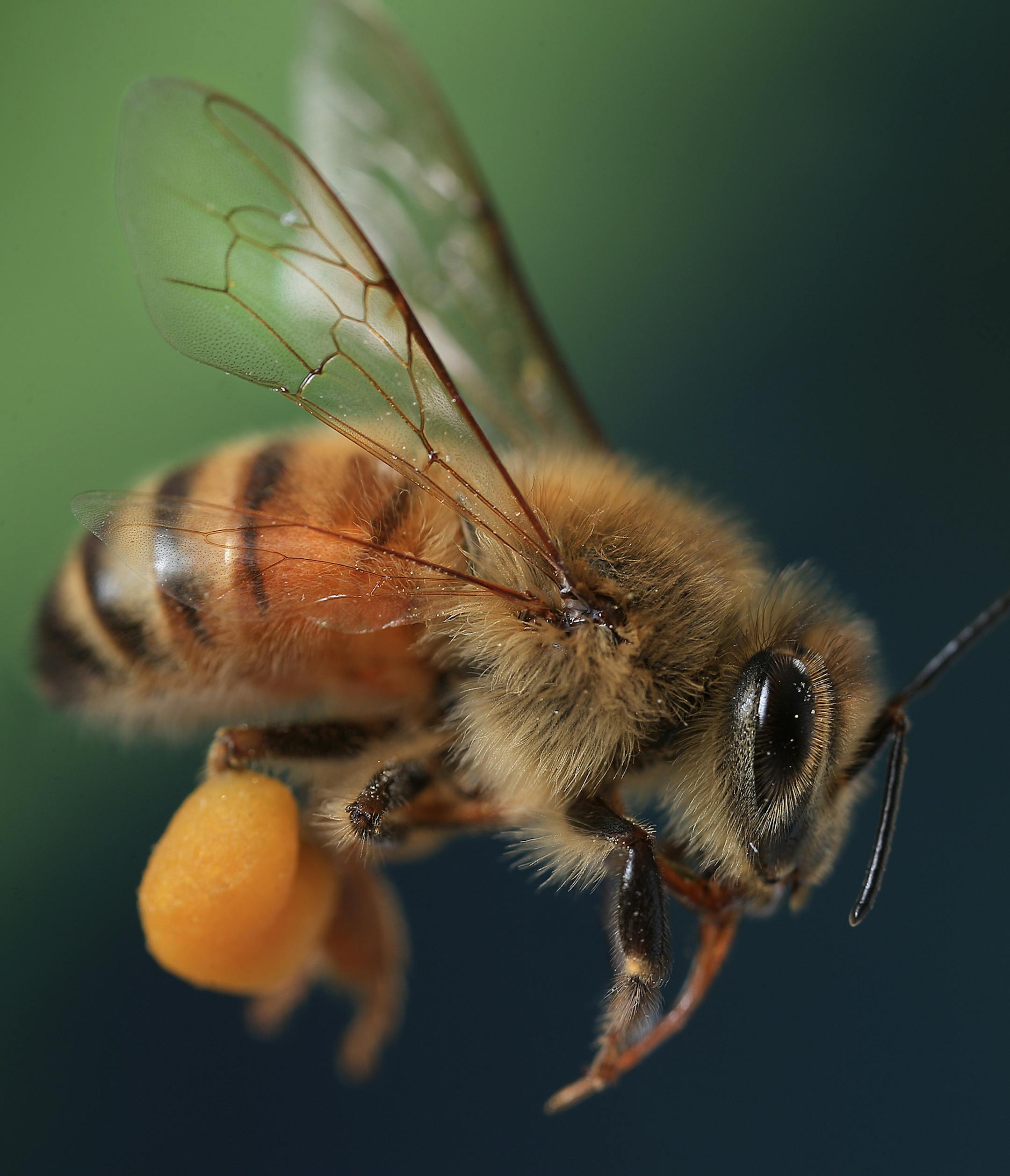 Renee Jones Schneider works with the bees from a hive in Hamburg MN during her quest to tell the Story of what is Happening to the Honey Bee nationwide. The hive is in Hamburg MN., on the Charlie Garrett Farm Carol Trousdale is the beekeeper. ORG XMIT: MIN1406172142320283