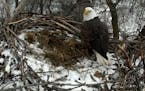 Minnesota eagle cam is on. Eagle at nest Wednesday
