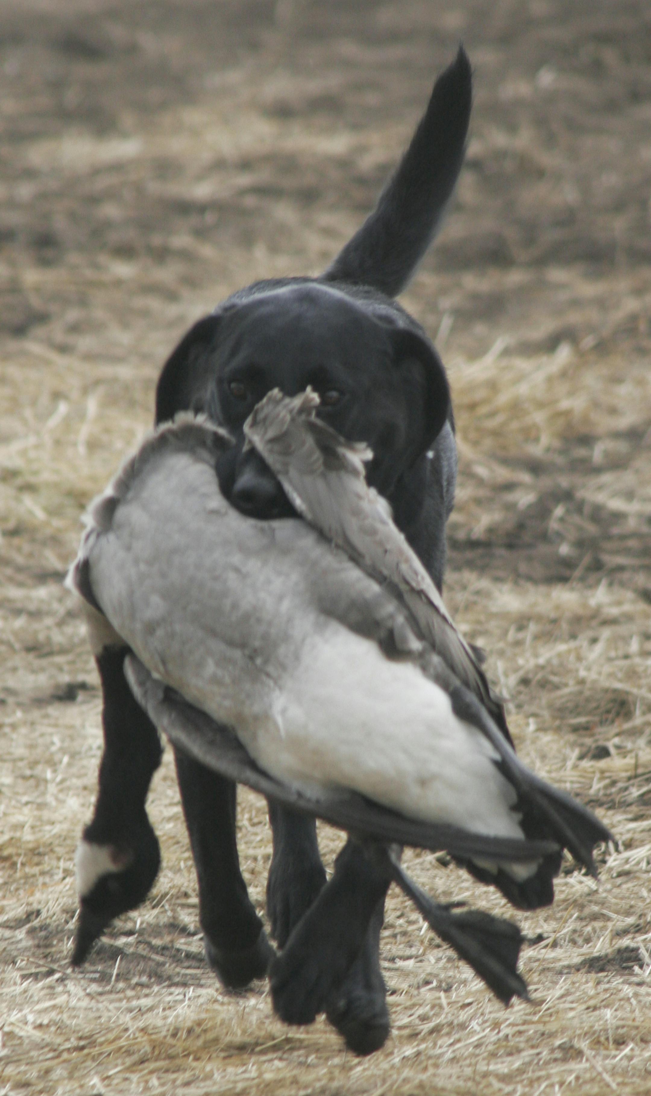 Deuce, a black Lab, with a Canada goose killed during a special hunt for veterans held in Anoka. Star Tribune photo by Doug Smith.