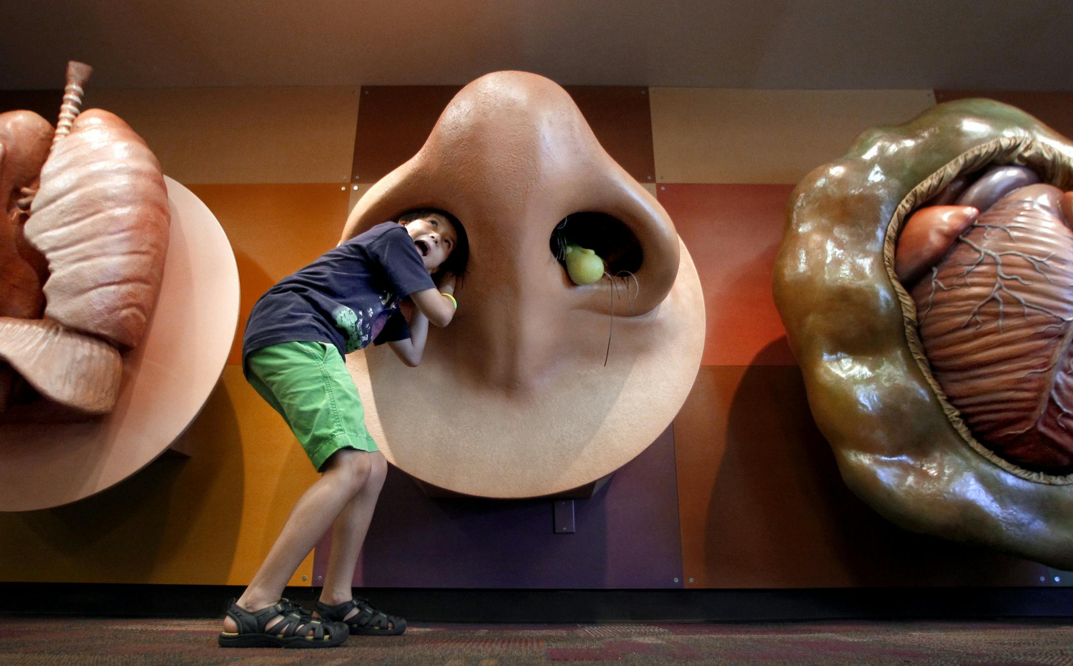 Carlos Espriella goes all in his investigation a giant sized nose, part of the Bodyology exhibit at the Children's Museum Tucson.